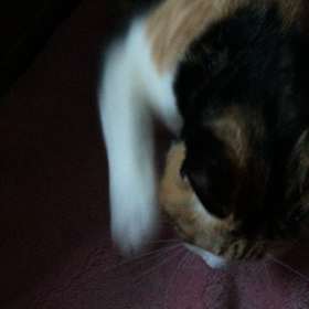 みーちゃんフミフミの画像