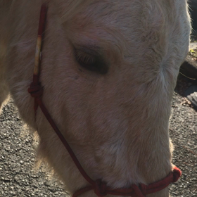 うららとお散歩サラダバー♡の画像
