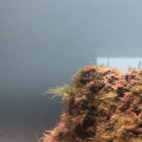 超高層眺望水族館での画像