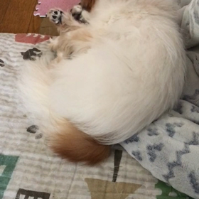 猫？？？の画像