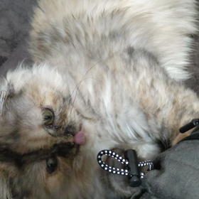 朝の至福の時間の画像