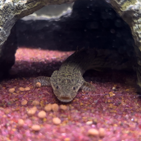 ナマズとポリプ:飼育8日目の画像