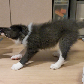 足揉みで健康管理できますの画像