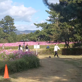 コスモス園の画像