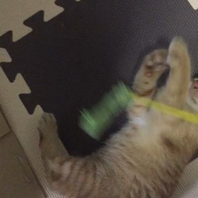 日々多忙&迷い猫のその後の画像