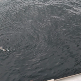 10月の…あれこれの画像