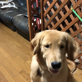 ゴールデンレトリバー レオの画像