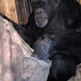 チンパンジーの寝方 宇都宮動物園 飼育員のブログ