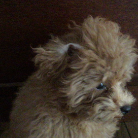 だいすきなんだよ〜の画像