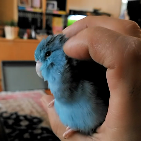 番外編　インコの画像