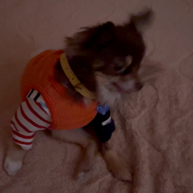 ☆今朝の 寿珠(じゅじゅ)☆の画像