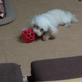 インフルエンザでした。の画像