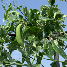 何やと！の画像