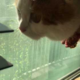 落ちるー！の画像