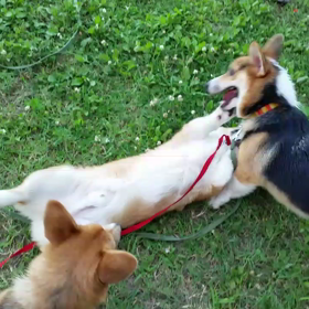 ⑤甥っ子 陽向くんと公園へ動画編の画像