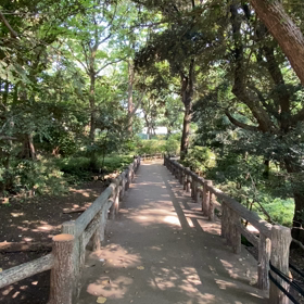 蝉の合唱の画像