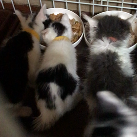 ゴマちゃんの近況 5月19日  6時の画像