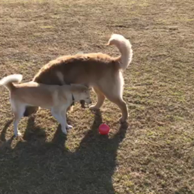 今日はお友達がいっぱいの画像