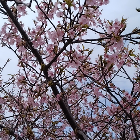 知ってますか？の画像