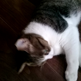 *ペロペロ♪の画像