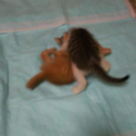 お兄ちゃんチビニャンず2の画像