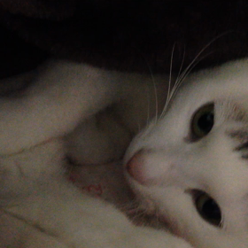 シンジ寝落ち？の画像