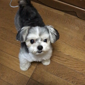 チワマルのチーズくんの画像