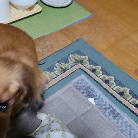 後ろ足が踏ん張れないの画像