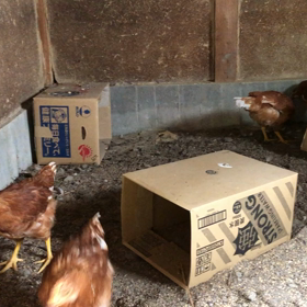 自給自足#自然#初めての動画アップ、うちの可愛  いピヨちゃんです。の画像