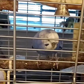 クーちゃんのご機嫌ダンスの画像