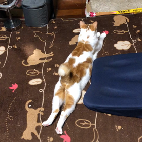 しっぽで返事する小太郎の画像