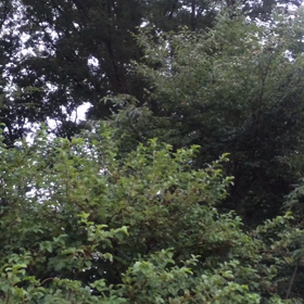 ひぐらしの画像