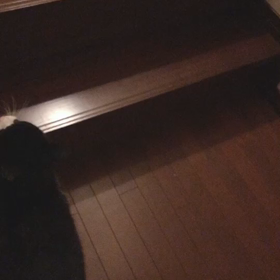 しっくさん、階段を登る。の画像