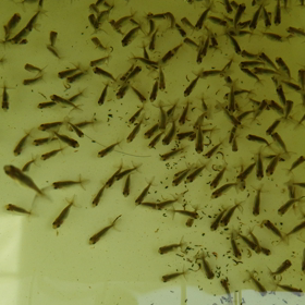 孵化32日目の画像