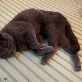 ジュニアの動画の画像