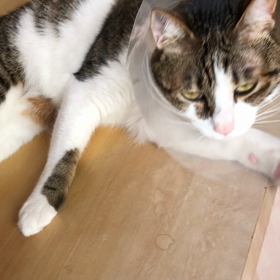 木曜日は何もできない…エリカラ生活11日目保護猫デール！の画像