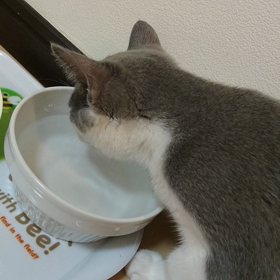 初猫42日目の画像