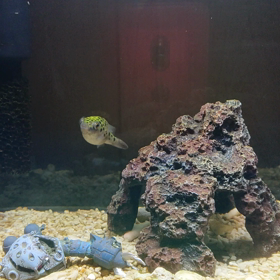 我が家の緑フグの画像