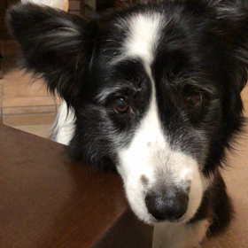 母流の食べ方をさせてみたの画像