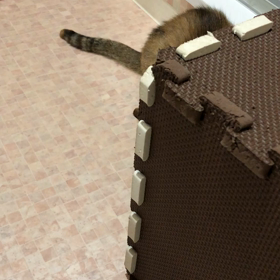 3本足でも元気ニャンの画像