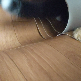 にゃんこわんぱく2！の画像