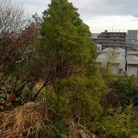 鶯の声。。春ですの画像