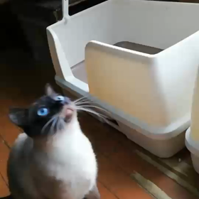 好奇心旺盛の画像