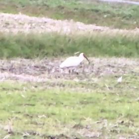 時々、トキを見るの画像