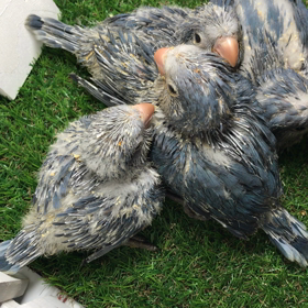 オキナインコバイオレット成長動画の画像