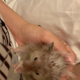 トリコモナス4日目の画像