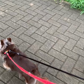 8月23日12わんこと1時間遠足  代々木公園の画像