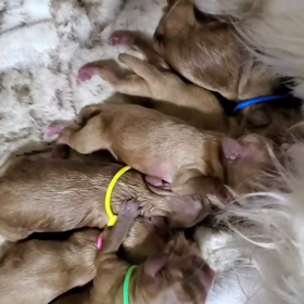 キャバプー(*^^*)の画像