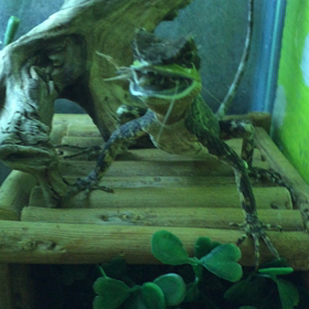 ベニクシトカゲ 芝生くん コオロギを食すの画像