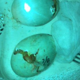 コールダック孵化記録3 ハシウチから15時間の画像